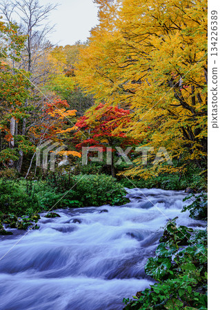 Lake Akan, Takimi Bridge and clear streams enveloped in autumn colors 134226389