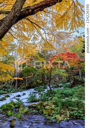 Autumn scenery of Lake Akan's Takimi Bridge weaving through the golden forest 134226390