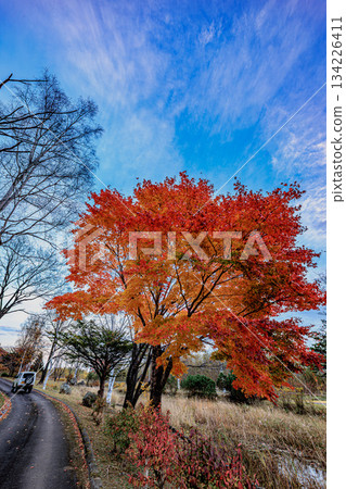 道路被秋色和火紅的樹葉所籠罩 134226411