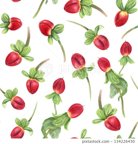 St Johns wort herb bouquet watercolor illustration on isolated background. Hypericum plant with red berries, leaves. Medical and holiday pods for winter decor, Xmas greeting card, pharmacy design. 134226430