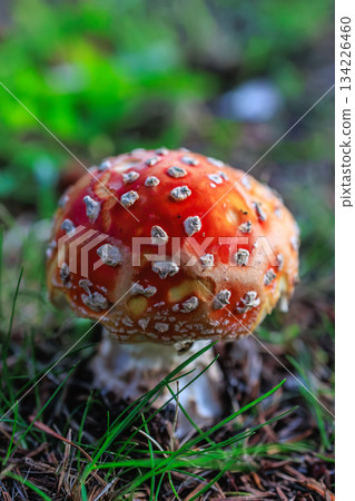 鮮豔的紅白相間的毒蠅傘，是森林中的一顆小星星。 134226460