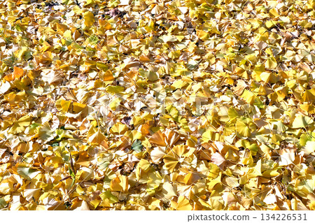 Ginkgo Carpet Ginkgo Carpet 134226531