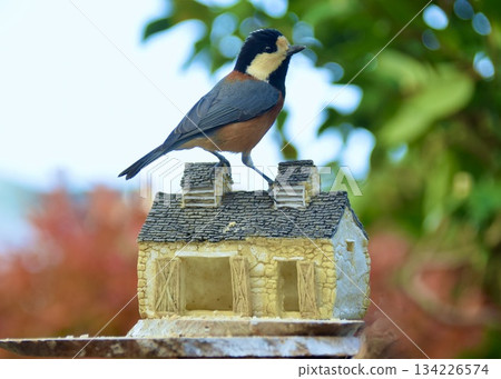 A tit eating at a bird feeder in the garden. 134226574