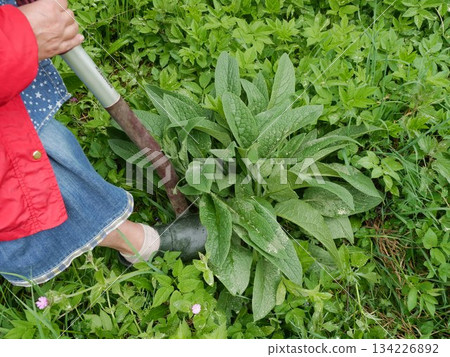 Person is digging in the grass with a shovel 134226892