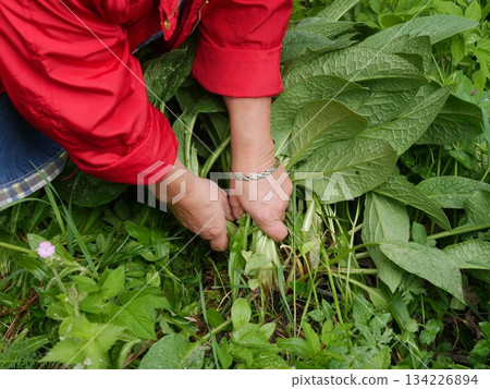 Person is picking leaves from a plant Person is picking leaves from a plant 134226894
