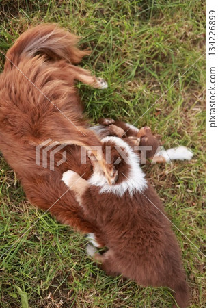 Brown and white dog is laying on the grass with a smaller dog on top of it Brown and white dog is laying on the grass with a smaller dog on top of it 134226899