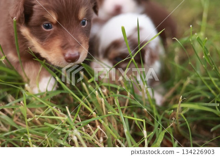 Two puppies are playing in the grass 134226903