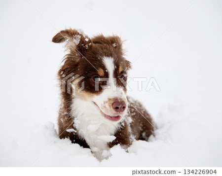 Brown and white dog is laying in the snow 134226904