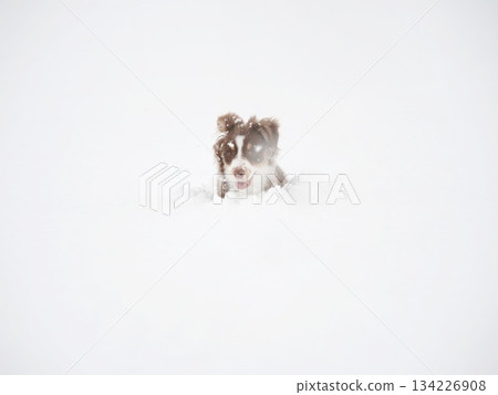 Dog is in the snow, looking up at the camera Dog is in the snow, looking up at the camera 134226908