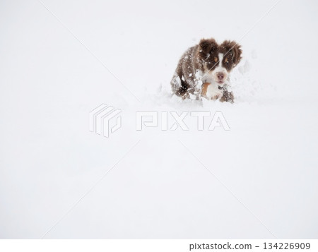 Dog is running through the snow, with its head in the air Dog is running through the snow, with its head in the air 134226909