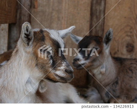Two goats are laying down in a barn Two goats are laying down in a barn 134226913