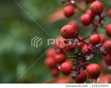 十一月雨後，美麗的紅色南天竹果 134226944