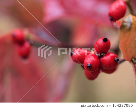十一月美麗的紅色山茱萸果實 十一月美麗的紅色山茱萸果實 134227090