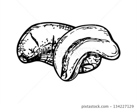 Peeled cashew nuts or anacardium monochrome vector isolated line art black ink sketch. Healthy kernel etching drawing. Nut superfood for vegan and keto recipe blog, culinary website, poster 134227129