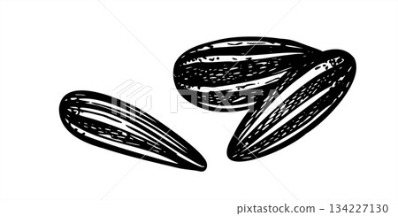 Unpeeled black sunflower seeds with white stripes on their shells monochrome vector line ink illustration. Healthy snack pile. Oilseed pile for bird seed products, food industry, packaging design 134227130