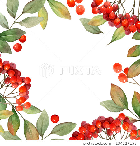Watercolor frame of rowan branches with red berries and green leaves on a white background. Delicate, natural style. Perfect for invitations, cards, seasonal designs, packaging and decorative layouts Watercolor frame of rowan branches with red berries and green leaves on a white background. Delicate, natural style. Perfect for invitations, cards, seasonal designs, packaging and decorative layouts 134227153
