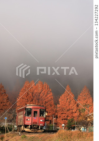Metasequoias at Gujo Hachiman Nature Park and the Nagaragawa Railway in autumn 134227292