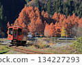 Metasequoias at Gujo Hachiman Nature Park and the Nagaragawa Railway in autumn Metasequoias at Gujo Hachiman Nature Park and the Nagaragawa Railway in autumn 134227293