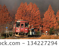 Metasequoias at Gujo Hachiman Nature Park and the Nagaragawa Railway in autumn Metasequoias at Gujo Hachiman Nature Park and the Nagaragawa Railway in autumn 134227294