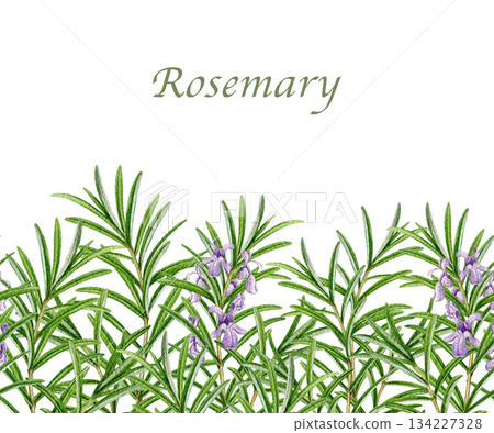 Fresh rosemary herb seamless border watercolor illustration. Rosemary plant decoration element for culinary, seasoning, aromatherapy and medicinal design isolated on white background Fresh rosemary herb seamless border watercolor illustration. Rosemary plant decoration element for culinary, seasoning, aromatherapy and medicinal design isolated on white background 134227328