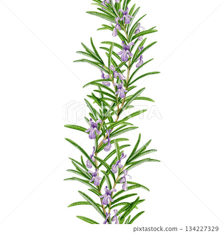 Rosemary herb seamless border watercolor illustration isolated on white background. Fresh organic rosemary plant decoration element for culinary, seasoning, aromatherapy and medicinal design 134227329