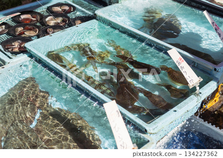 剛捕撈上來的鮮活大鰭礁魷在水族箱裡遊來游去。 剛捕撈上來的鮮活大鰭礁魷在水族箱裡遊來游去。 134227362