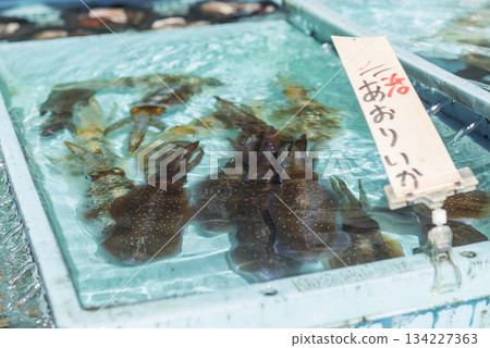 Live bigfin reef squid swimming in an aquarium. Scenes from the fish market. 134227363
