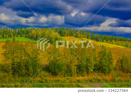 Autumn forest scenery Autumn forest scenery 134227364