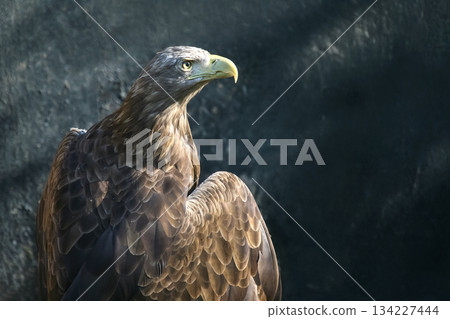 A regal eagle with sharp yellow eyes and a curved beak perches A regal eagle with sharp yellow eyes and a curved beak perches 134227444