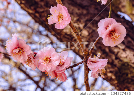 體育公園梅之花7-56 134227486