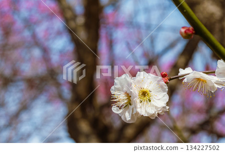梅花體育公園 7-72 134227502