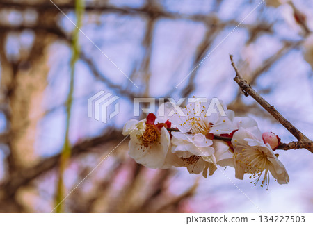 Sports Park Umehana 7-73 134227503