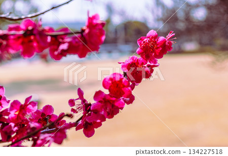 Sports Park Ume no Hana 7-87 134227518