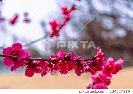 Sports Park Ume no Hana 7-88 134227519