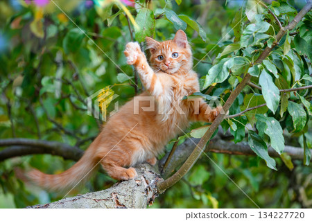 A funny ginger kitten waves hello with its paw while sitting on a tree in the garden 134227720