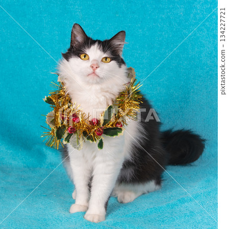 Portrait of an adorable black and white longhair cat wearing a Christmas wreath on a blue background. Christmas concept 134227721