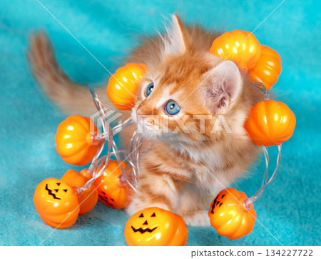 A cute little kitten with a Halloween garland of artificial pumpkins on its head lies on a blue blanket. Halloween concept A cute little kitten with a Halloween garland of artificial pumpkins on its head lies on a blue blanket. Halloween concept 134227722