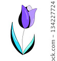 Tulip 134227724
