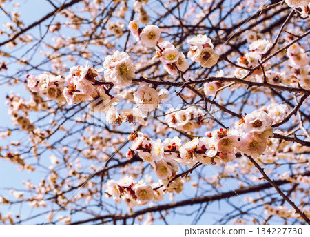 Sports Park Ume no Hana 7-9 Sports Park Ume no Hana 7-9 134227730
