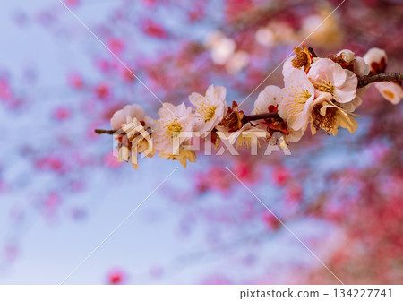 Sports Park Umehana 7-22 134227741