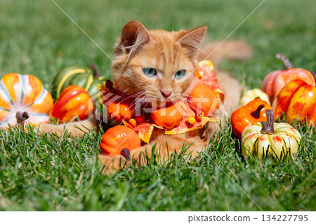 A cute kitten lies on the grass near a multitude of pumpkins. Thanksgiving, fall, and Halloween concepts A cute kitten lies on the grass near a multitude of pumpkins. Thanksgiving, fall, and Halloween concepts 134227795