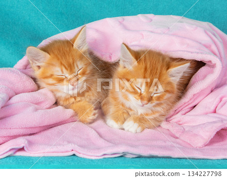 Two cute sleeping ginger kittens wrapped in a pink blanket on a blue background 134227798