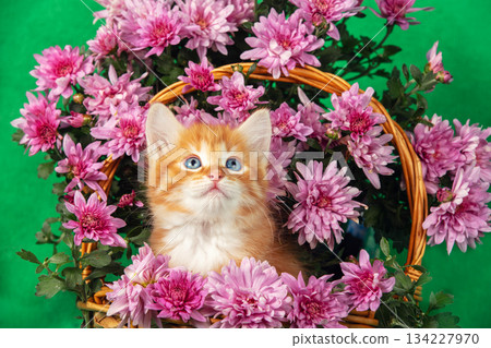 Cute ginger and white kitten sits in a basket with pink chrysanthemums on a green background 134227970