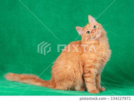 Portrait of a cute red longhair cat indoors on a green blanket. The cat is looking up 134227971