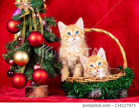 Two cute ginger kittens in a basket near a Christmas tree decorated with balls, on a red background Two cute ginger kittens in a basket near a Christmas tree decorated with balls, on a red background 134227973