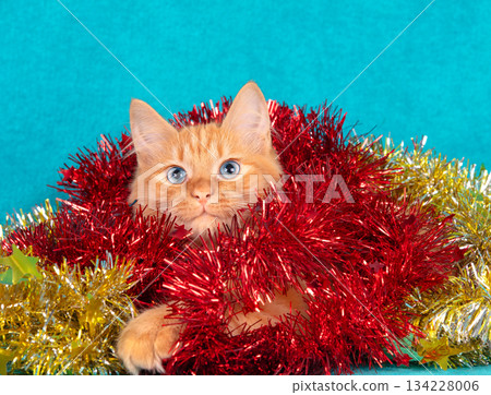A cute kitten wrapped in a Christmas garland on a blue background. Christmas concept 134228006