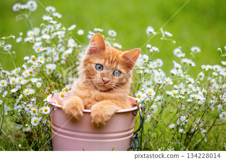 Cute little kitten is sitting in a small bucket in the garden. The cat is outdoors in the flower lawn in summer 134228014