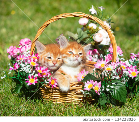 Two cute kittens sit in a basket with flowers on the grass in the garden on a sunny summer day 134228026