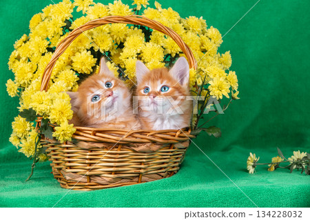 Two cute ginger and white kittens are sitting in a basket with yellow chrysanthemum flowers 134228032