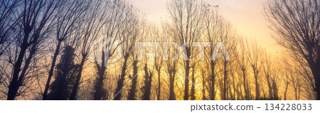 Silhouettes of bare trees on an early foggy autumn morning. Horizontal banner 134228033